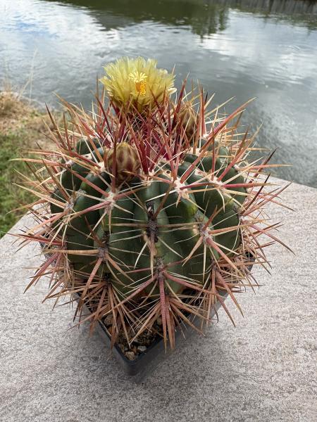 Ferocactus stainesii